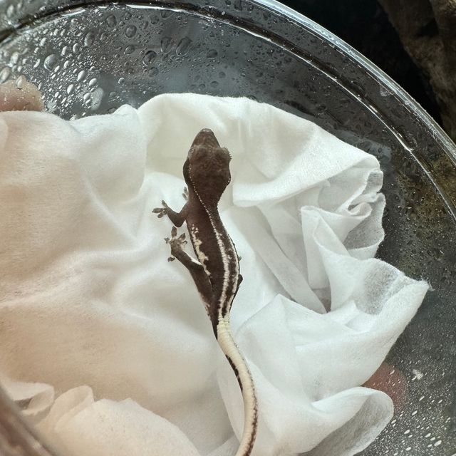 릴잔틱 아잔틱