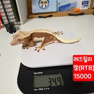 레드 릴리화이트