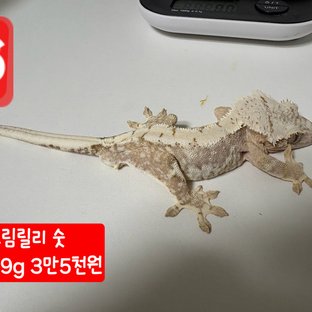 크림 릴리화이트