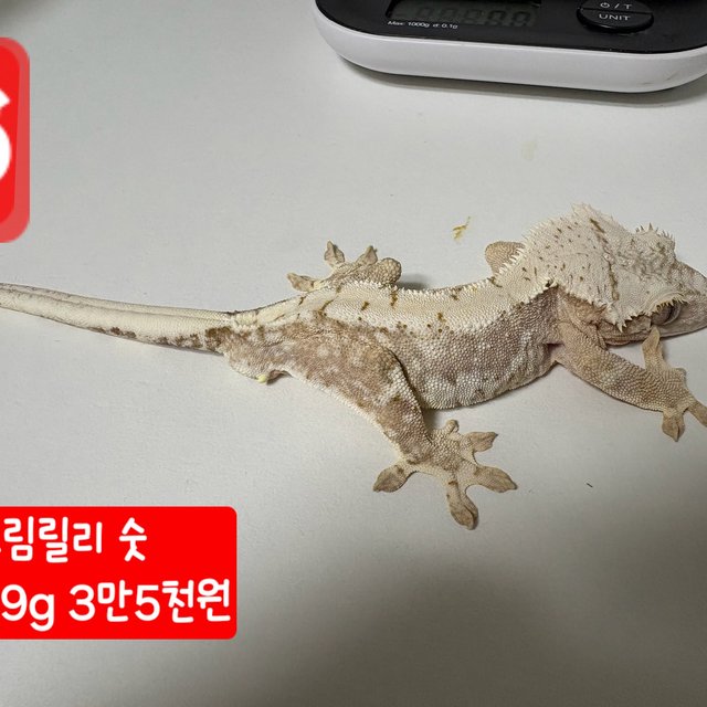 크림 릴리화이트