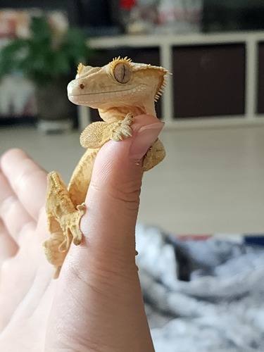 Smilegecko