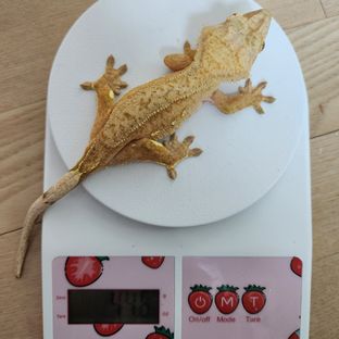 노멀 옐로우