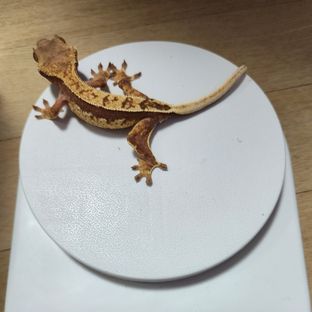 할리퀸 레드