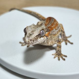 스트라이프 블로치드
