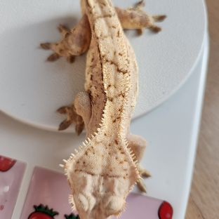 노멀 크림시클