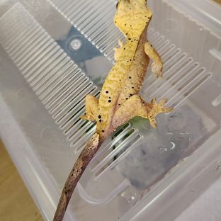 달마시안 옐로우 슈퍼달마시안