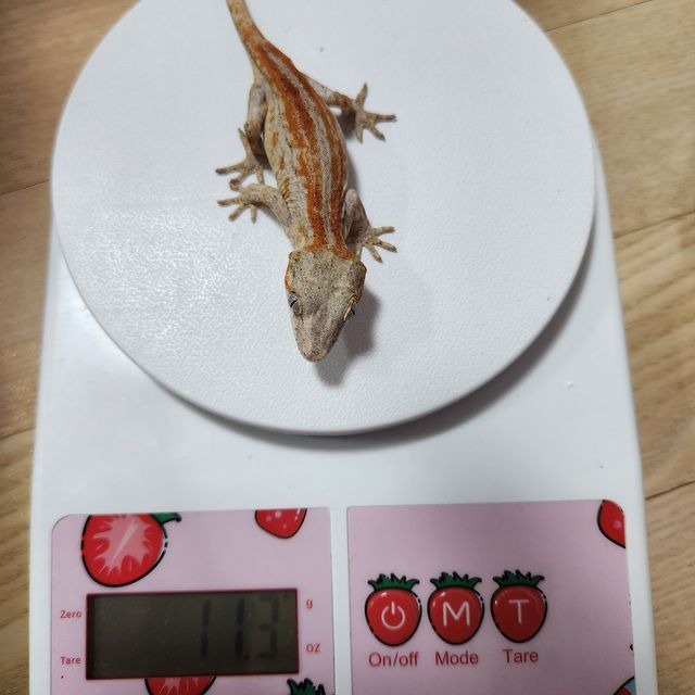 스트라이프 블로치드