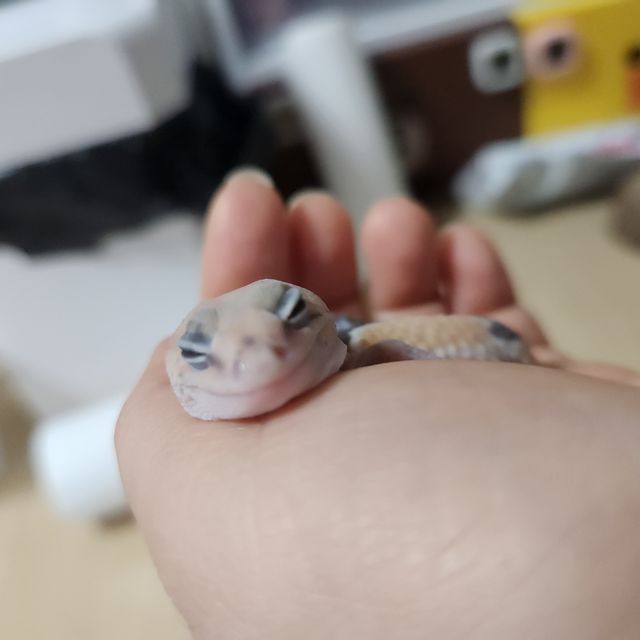 줄루