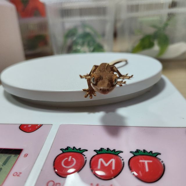 릴리화이트 팬텀 레드