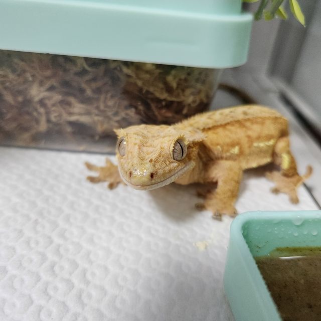 노멀 옐로우