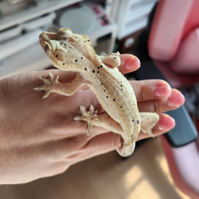 달마시안 옐로우 슈퍼달마시안