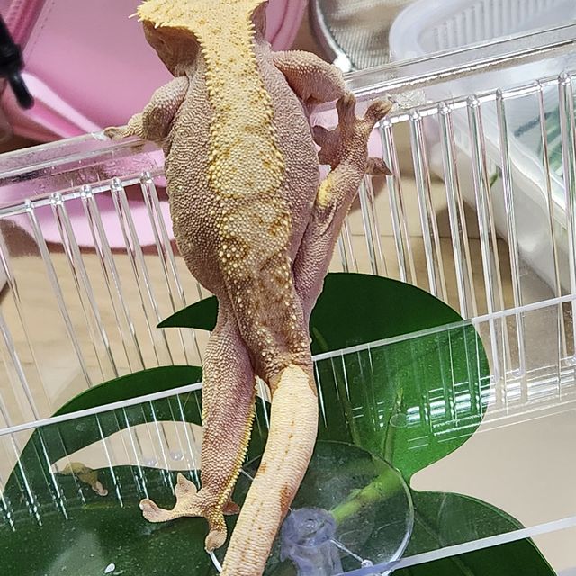 노멀 레드