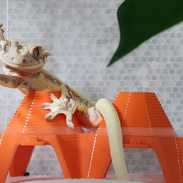 릴리화이트