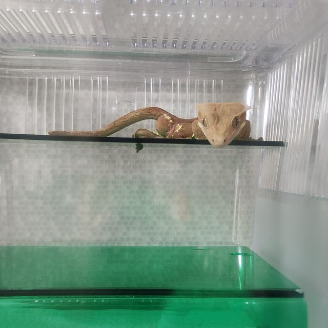 레드 바이