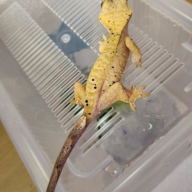 달마시안 옐로우 슈퍼달마시안
