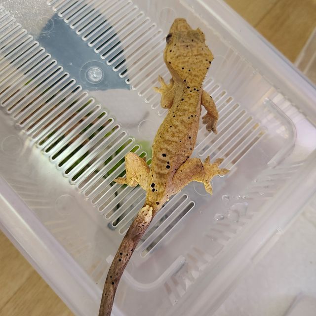 달마시안 옐로우 슈퍼달마시안