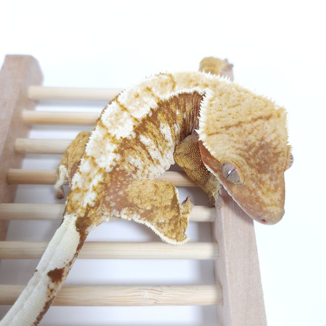 노멀 트라이