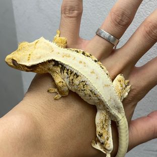 심렌