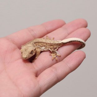 릴리100%헷아잔틱