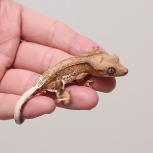 릴리100%헷아잔틱