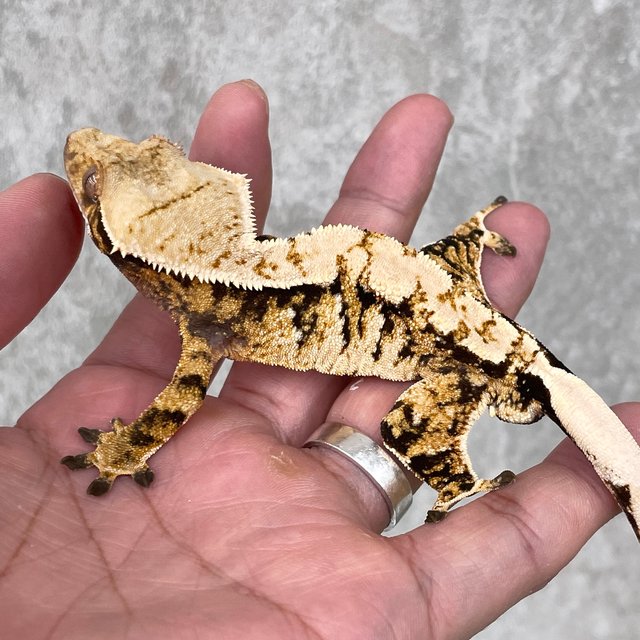 트라이