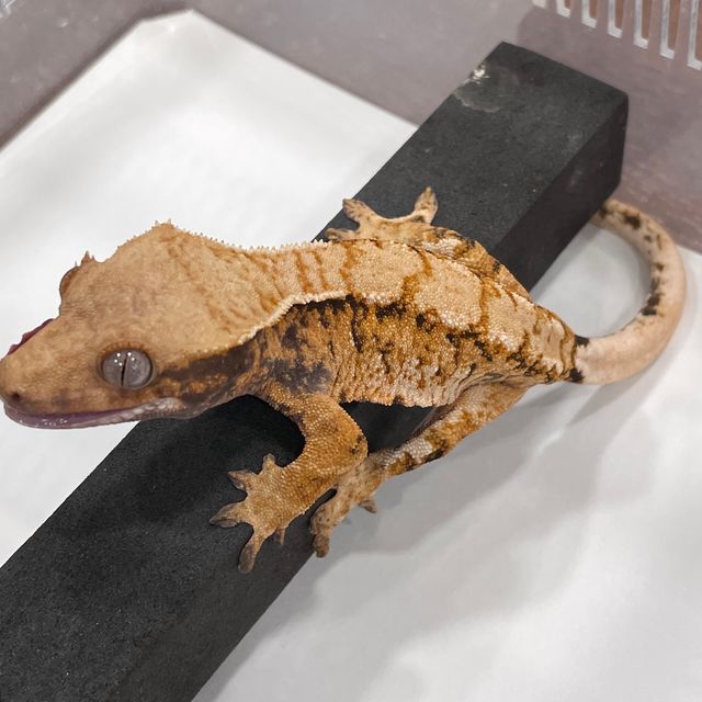 트라이