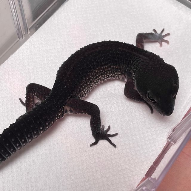 스노우 블랙나이트