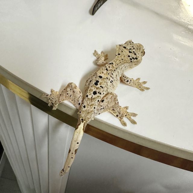 슈퍼달마시안