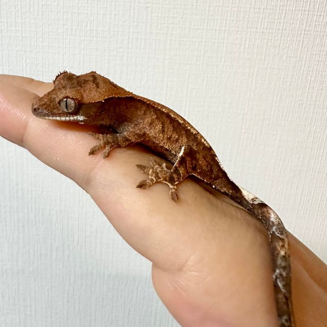 카푸치노