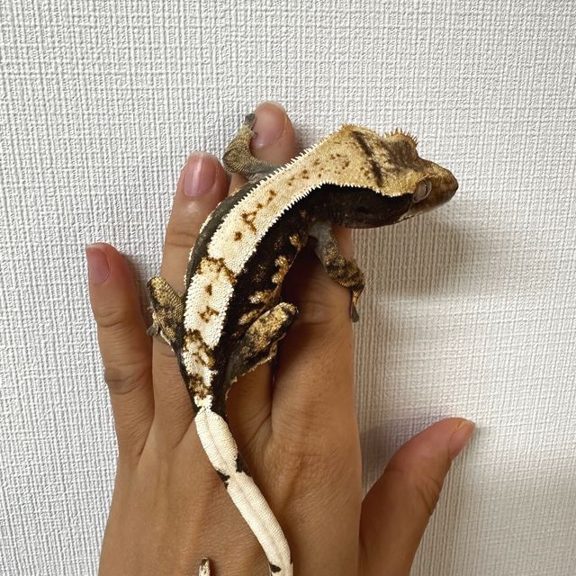 노멀 드리피 화이트