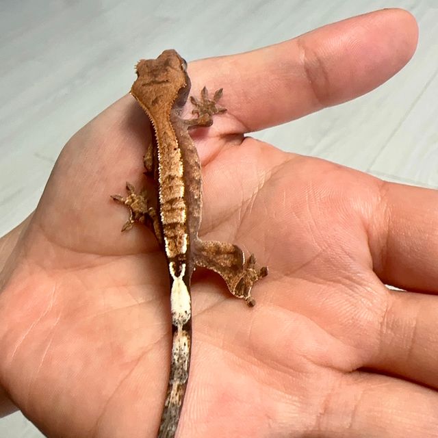 카푸치노