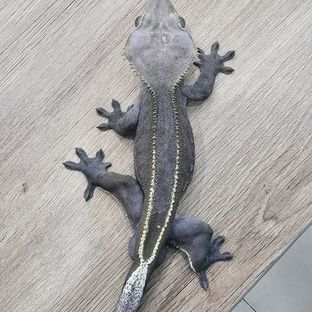 백돌이