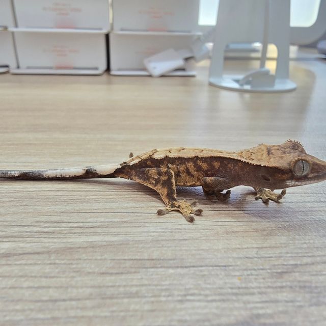 세이블