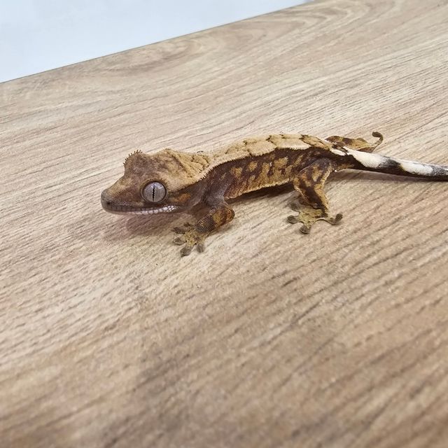 세이블