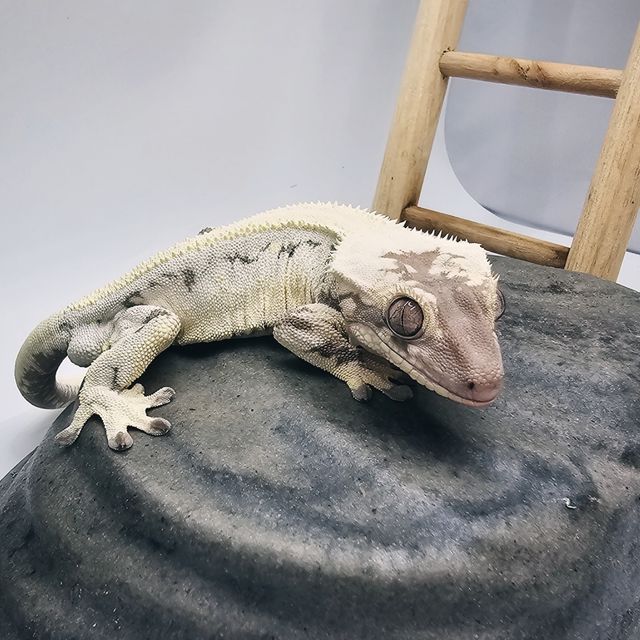 릴리 세이블