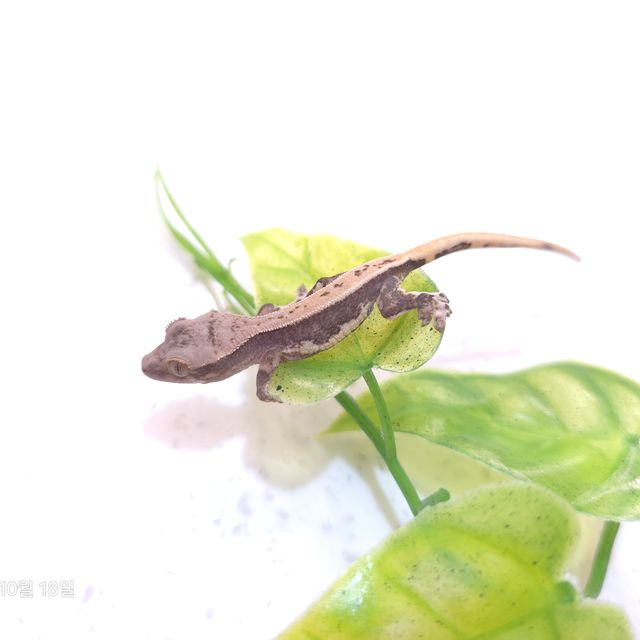 릴리100%헷아잔틱