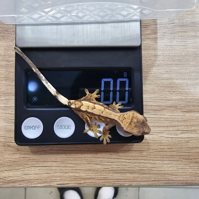 세이블