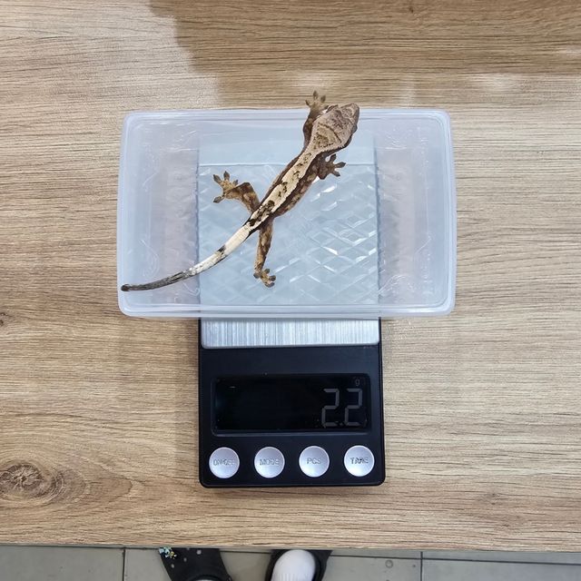 세이블
