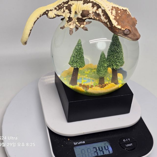 세이블
