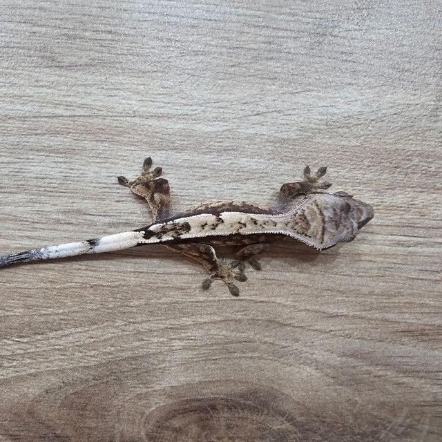 세이블