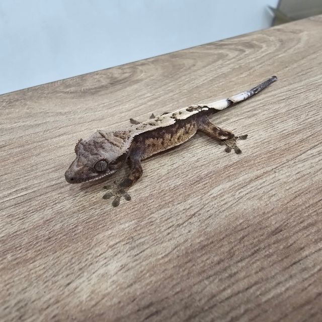 세이블