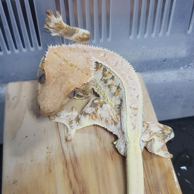 릴리화이트 트라이 핀스트라이프