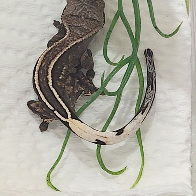 카푸치노 엠티백 다크 오닉스 화이트핀