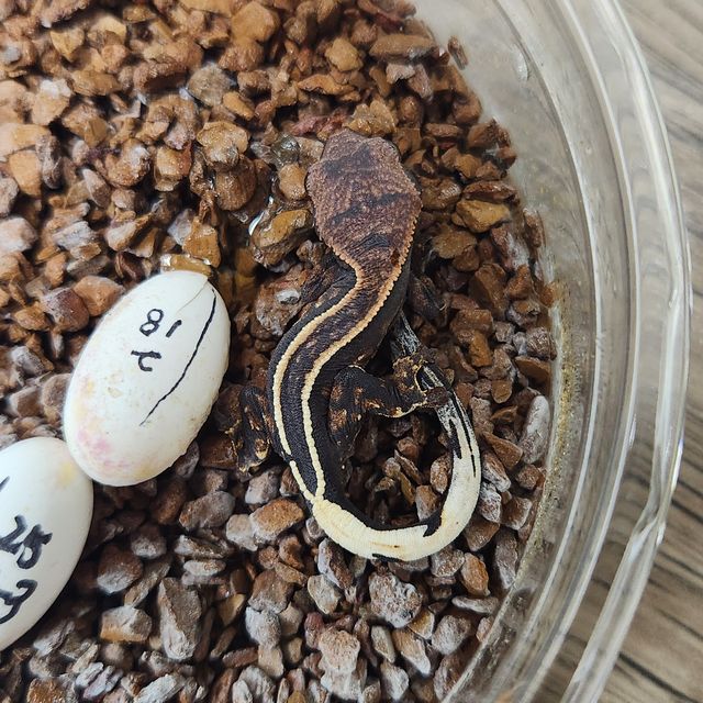 카푸치노 엠티백 다크 오닉스 화이트핀