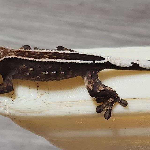 카푸치노 엠티백 다크 오닉스 화이트핀