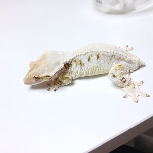 릴리화이트 솔리드백 화이트