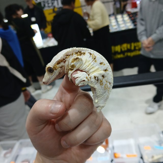 릴리화이트 솔리드백 화이트