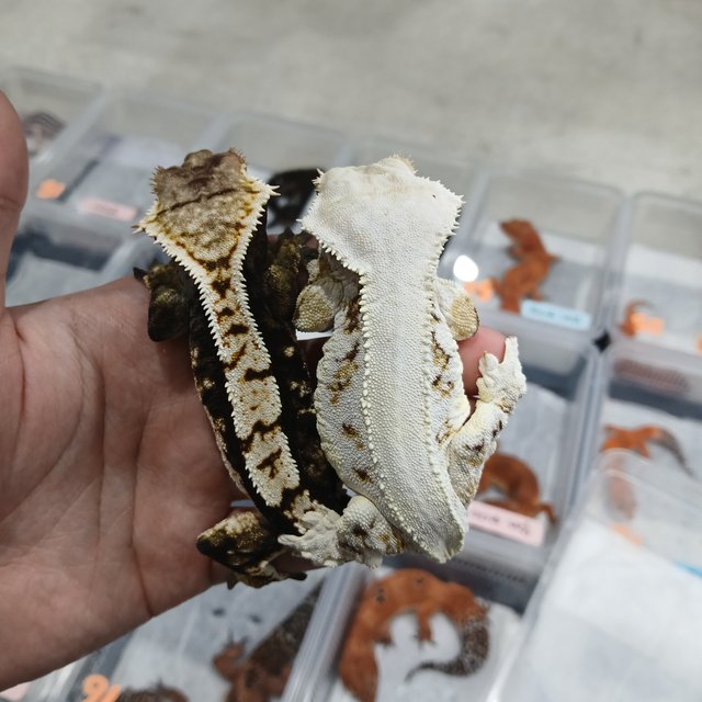 릴리화이트 솔리드백 화이트