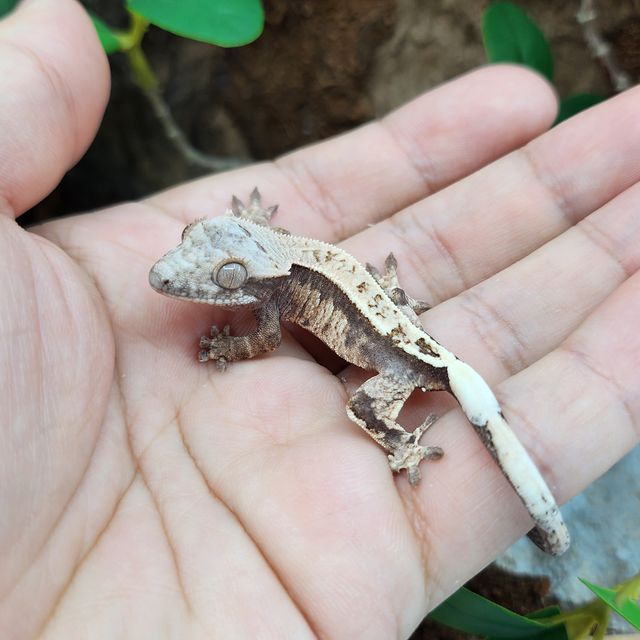 카푸치노