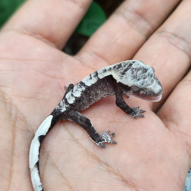 아잔틱